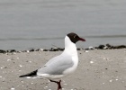 Margot Klingers